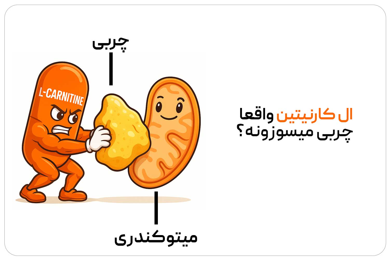 الکارنیتین (L-Carnitine) 2