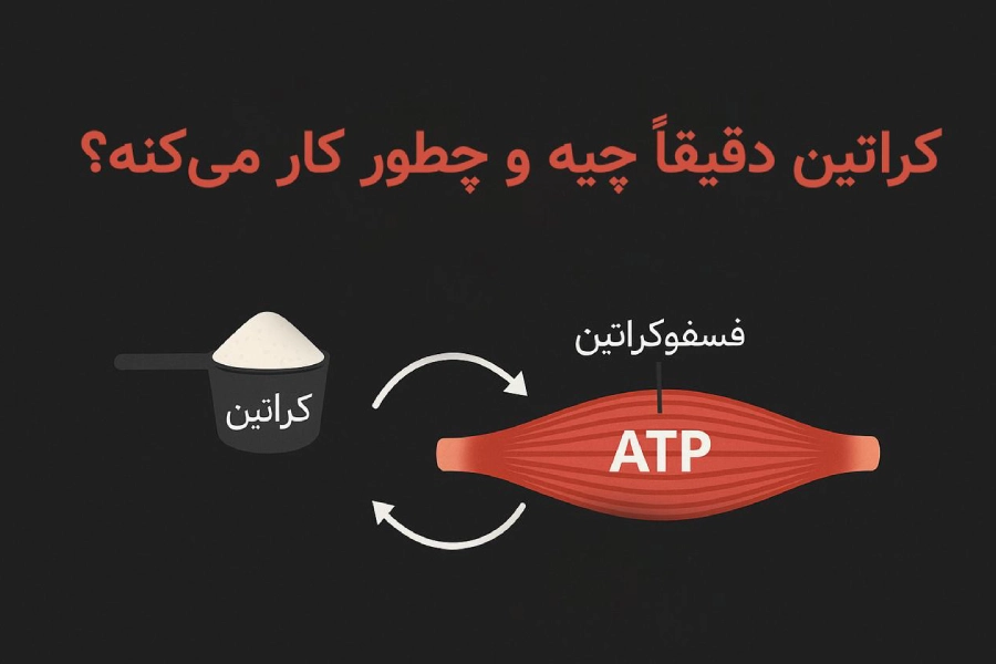 کراتین (Creatine) 2