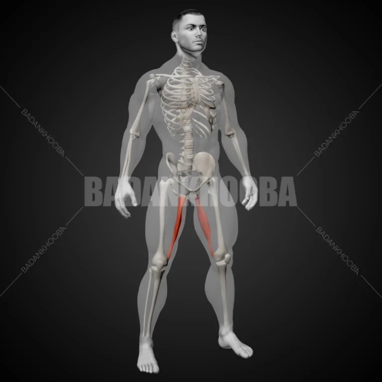 عضله راست داخلی