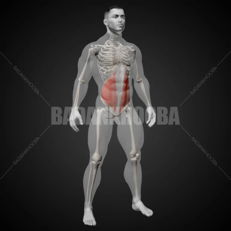 عضله مایل داخلی شکم
