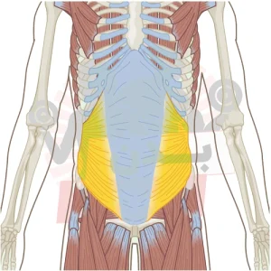 عضله مایل داخلی شکم