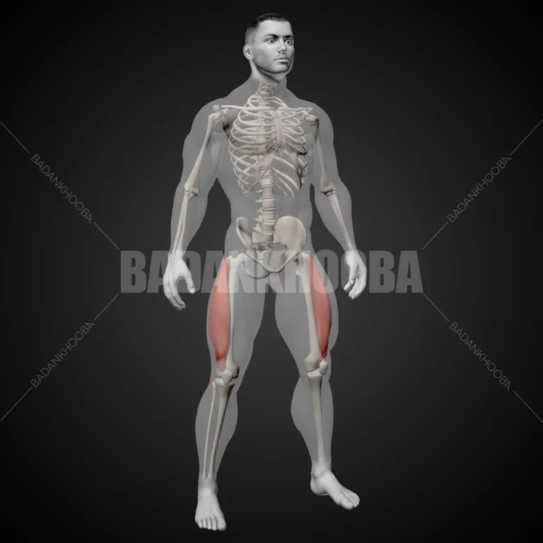 عضله پهن خارجی