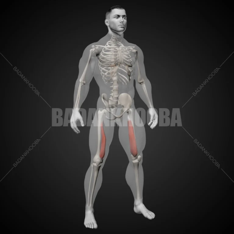عضله پهن داخلی
